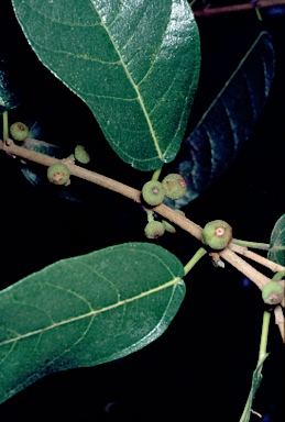 APII jpeg image of Ficus opposita  © contact APII