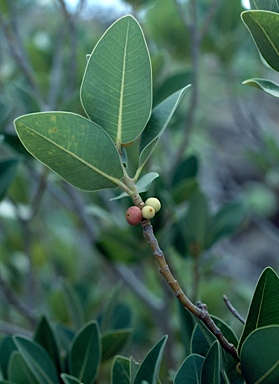 APII jpeg image of Ficus brachypoda  © contact APII