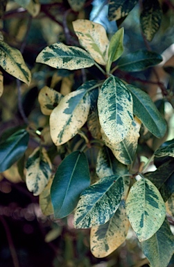 APII jpeg image of Ficus rubiginosa 'Variegated'  © contact APII