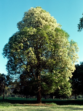 APII jpeg image of Flindersia australis  © contact APII