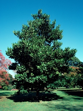 APII jpeg image of Flindersia schottiana  © contact APII