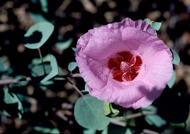 APII jpeg image of Gossypium sturtianum  © contact APII