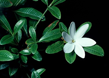 APII jpeg image of Gardenia scabrella  © contact APII