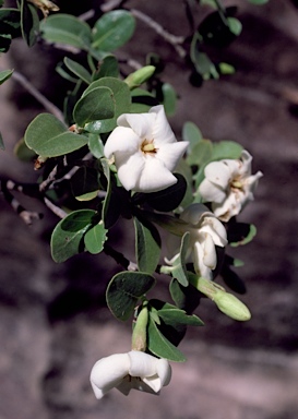 APII jpeg image of Gardenia pyriformis  © contact APII