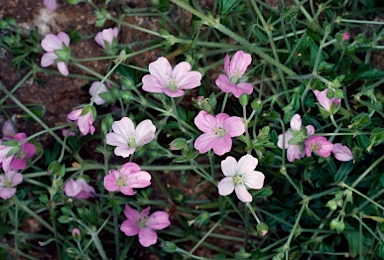 APII jpeg image of Geranium solanderi var. solanderi  © contact APII