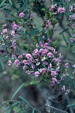 APII jpeg image of Glycine clandestina  © contact APII