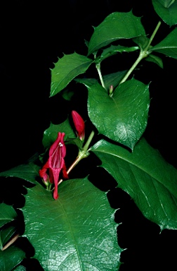 APII jpeg image of Graptophyllum ilicifolium  © contact APII