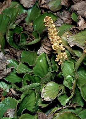 APII jpeg image of Gunnera cordifolia  © contact APII