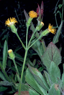 APII jpeg image of Gynura drymophila var. drymophila  © contact APII