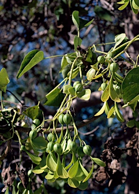 APII jpeg image of Gyrocarpus americanus  © contact APII