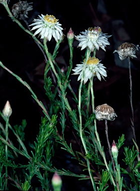 APII jpeg image of Helichrysum calvertianum  © contact APII