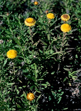 APII jpeg image of Helichrysum rutidolepis  © contact APII