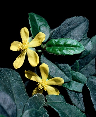 APII jpeg image of Hibbertia dentata  © contact APII