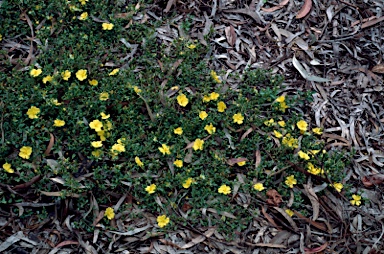 APII jpeg image of Hibbertia diffusa  © contact APII