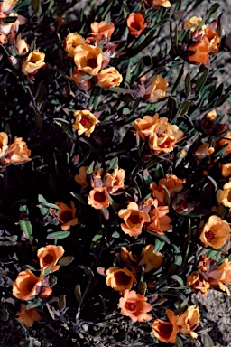 APII jpeg image of Hibbertia miniata  © contact APII