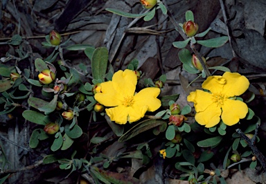 APII jpeg image of Hibbertia obtusifolia  © contact APII