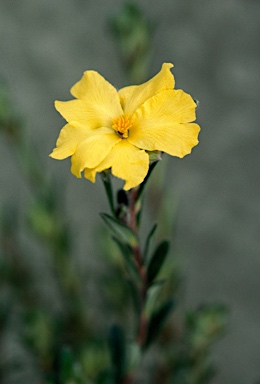 APII jpeg image of Hibbertia platyphylla subsp. major  © contact APII