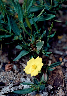 APII jpeg image of Hibbertia perfoliata  © contact APII