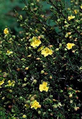 APII jpeg image of Hibbertia serpyllifolia  © contact APII