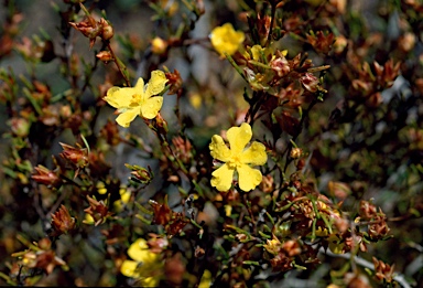 APII jpeg image of Hibbertia conduplicata MS  © contact APII