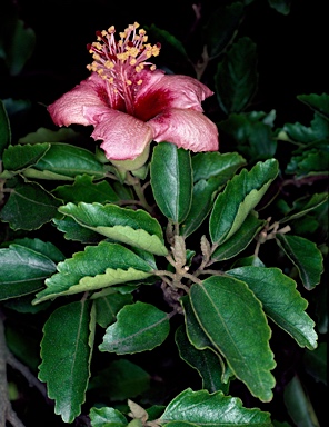 APII jpeg image of Hibiscus insularis  © contact APII