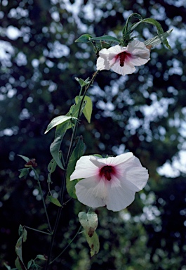 APII jpeg image of Hibiscus meraukensis  © contact APII