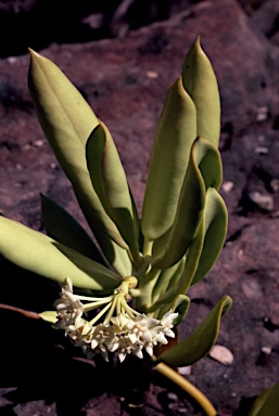 APII jpeg image of Hoya australis subsp. rupicola  © contact APII
