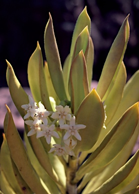 APII jpeg image of Hoya australis subsp. rupicola  © contact APII