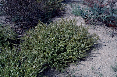 APII jpeg image of Hypocalymma cordifolium  © contact APII