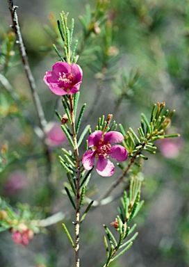 APII jpeg image of Hypocalymma puniceum  © contact APII