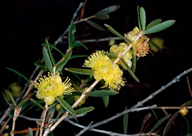 APII jpeg image of Hypocalymma xanthopetalum  © contact APII