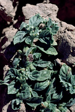 APII jpeg image of Heliotropium supinum  © contact APII