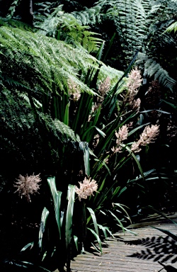 APII jpeg image of Helmholtzia glaberrima  © contact APII