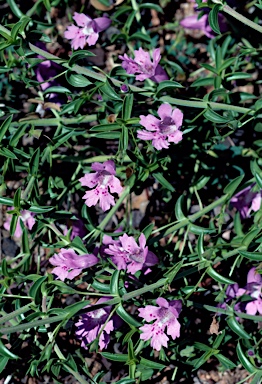 APII jpeg image of Hemiandra pungens  © contact APII