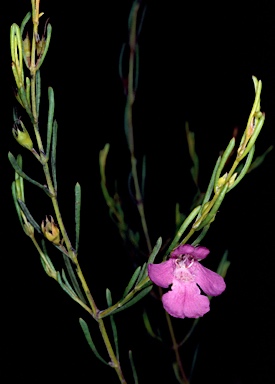 APII jpeg image of Hemigenia brachyphylla  © contact APII