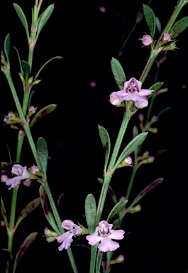 APII jpeg image of Hemigenia cuneifolia  © contact APII