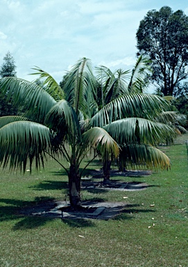 APII jpeg image of Howea forsteriana  © contact APII