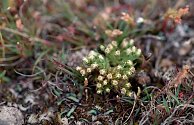 APII jpeg image of Hyalosperma demissum  © contact APII