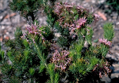 APII jpeg image of Isopogon adenanthoides  © contact APII