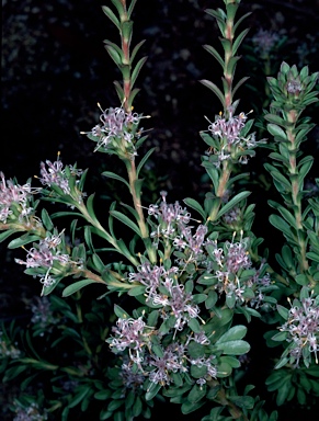 APII jpeg image of Isopogon buxifolius var. spathulatus  © contact APII