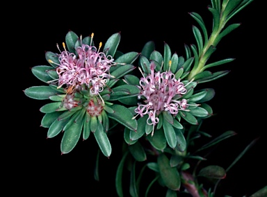 APII jpeg image of Isopogon buxifolius var. spathulatus  © contact APII