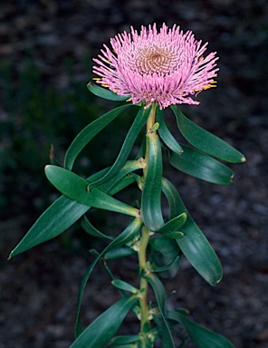 APII jpeg image of Isopogon cuneatus  © contact APII