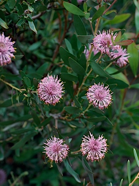 APII jpeg image of Isopogon cuneatus  © contact APII