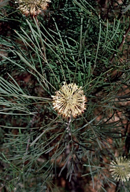 APII jpeg image of Isopogon dawsonii  © contact APII