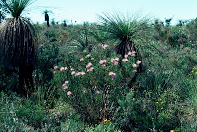 APII jpeg image of Isopogon divergens  © contact APII