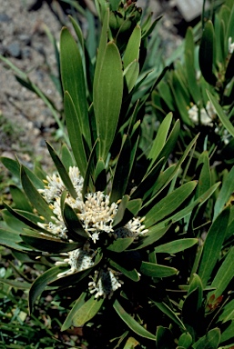 APII jpeg image of Isopogon fletcheri  © contact APII