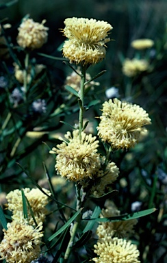 APII jpeg image of Isopogon sphaerocephalus  © contact APII