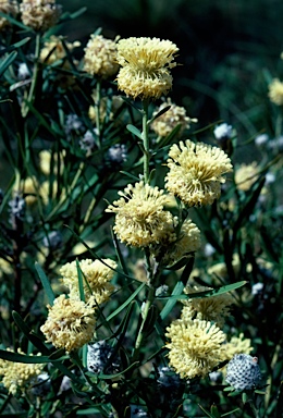 APII jpeg image of Isopogon sphaerocephalus  © contact APII