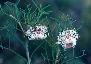 APII jpeg image of Isopogon teretifolius subsp. teretifolius  © contact APII