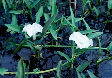 APII jpeg image of Ipomoea aquatica  © contact APII